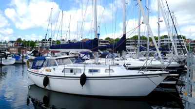 Venus 31