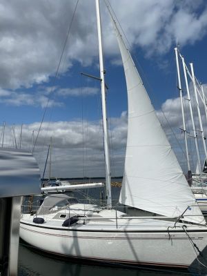 Dehler 31